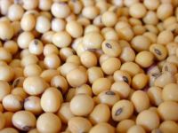 Soybeans