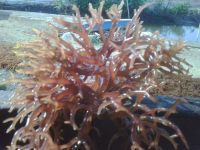 Dried Eucheuma Cottonii