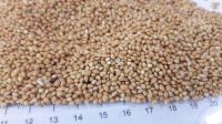 Millet, wheat, linseeds