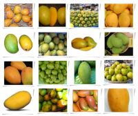 All varieties of Mangoes