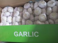 GARLIC AA, WHITE