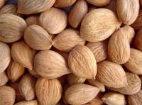 Apricot Kernels, Almond Nuts, Betel Nuts, Brazil Nuts,Canned Nuts, Cashew Nuts, Chestnuts,