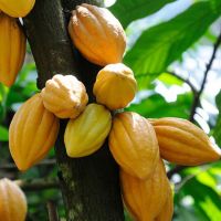 Cocoa Beans