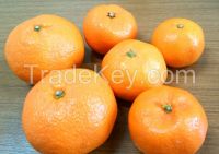 Japanese Mandarin Orange