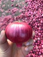 Exporter of High Quality Onion