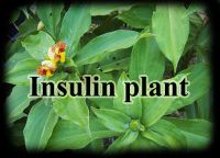 Insulin plant
