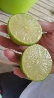 Green Lemon