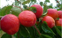 Apricot by Les Fruit De Carthage