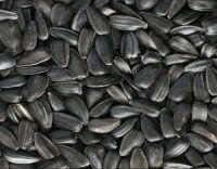 Sunflower oil seeds