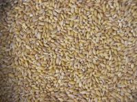 Pearl Barley