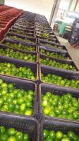 Fresh limes