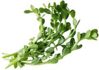 Bacopa Extract 20% &amp;amp; 40%