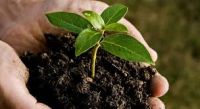 Rabbit Manure Compost