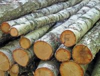 Birch logs to sell