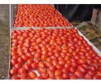 Tomato Seeds  Tomato Paste  Tomato Paste 2200g Tin Tomatoes 200g
