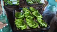 Fresh Green Cavendish Bananas Class A