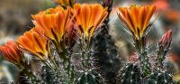 Cactus Flowers