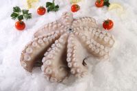 Octopus IQF/IWP (Baby / Big Size) Hot Sale Quality