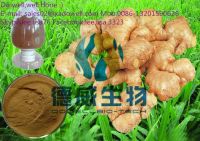 Ginger Extract,Black ginger extract Gingerol 5%6%,10:1