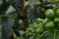 Coffee beans, Special Coffee Beans, Organic Coffee Beans, Cocoa Beans.