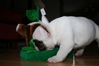 French bull puppies for sale