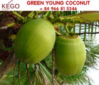 New Crop Green Young Coconut For Sale