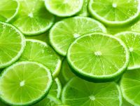 Reasonable Price - High Quality Fresh Seedless Lime