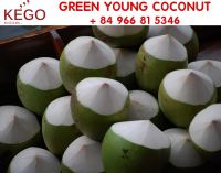 New Crop Vietnam Green Young Coconut For Sale