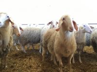 Assaf sheep and ewes for sale