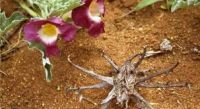 Harpagophytum procumbens - Devil's claw