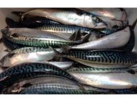 Mackerel whole round /HGT