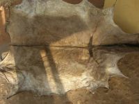 Best Quality Dry Salted Donkey Hide For Sale 