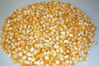 White and Yellow Corn for Animal Feed