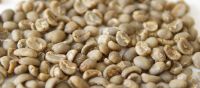 Grade 1 Arabica Coffee Beans from Sumatra