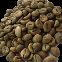 Grade 3 Robusta Coffee Beans from Sumatra