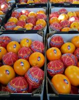 Valencia & Nevel Fresh Oranges available