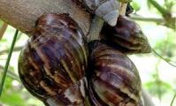 Snails and snail slime