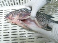 Frozen Tilapia Whole Round Fish