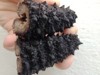 Dried Sea Cucumber -Cucumaria Frondosa- Iceland Quality