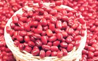 New crop red kidney beans