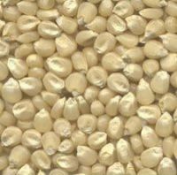 BERJET Quality Yellow Corn