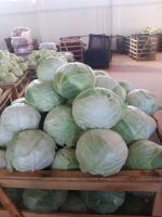 Fresh Cabbage Macedonia