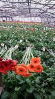 Planting material seedlings of rose gerbera alstromeria