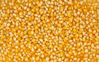 Maize Corn