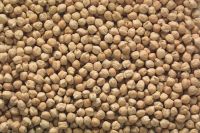 High-Nutrition Chickpea