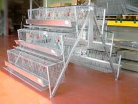 Chicken Layer Cage