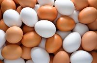 Fresh White and Brown Chicken Eggs