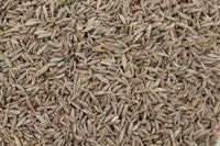 Cumin Seed 