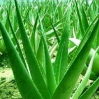 Aloe Vera Seed/Plant supplier