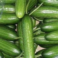 High quality Fresh Cucumber supplier